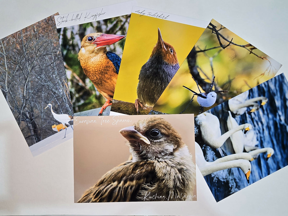 (INT) Wild Mail Club by TwoBehindTheLens